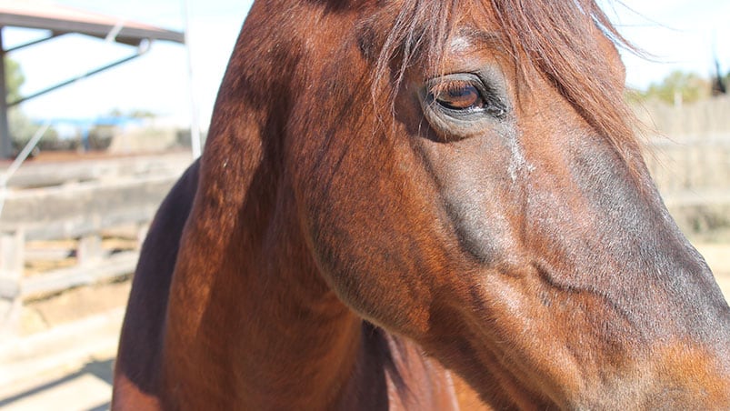 Otro caballo sufrió maltrato por parte del hombre. Foto ilustrativa.