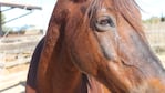 Otro caballo sufrió maltrato por parte del hombre. Foto ilustrativa.