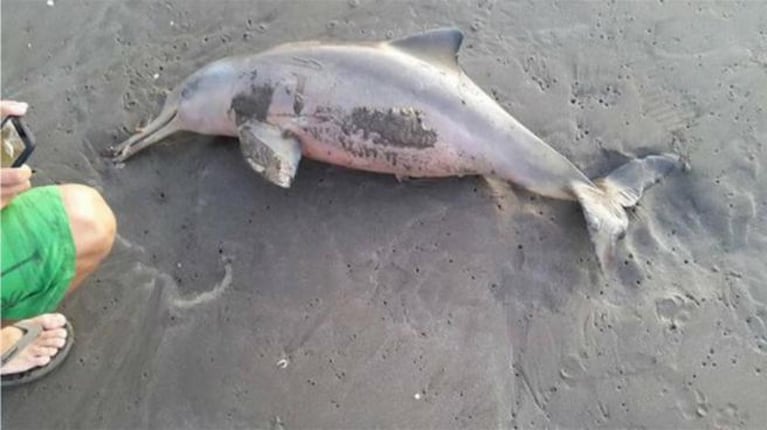 Otro delfín muere en una playa mientras los turistas se sacan selfies con él