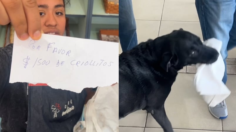 Otto, el perro cordobés que se volvió viral.