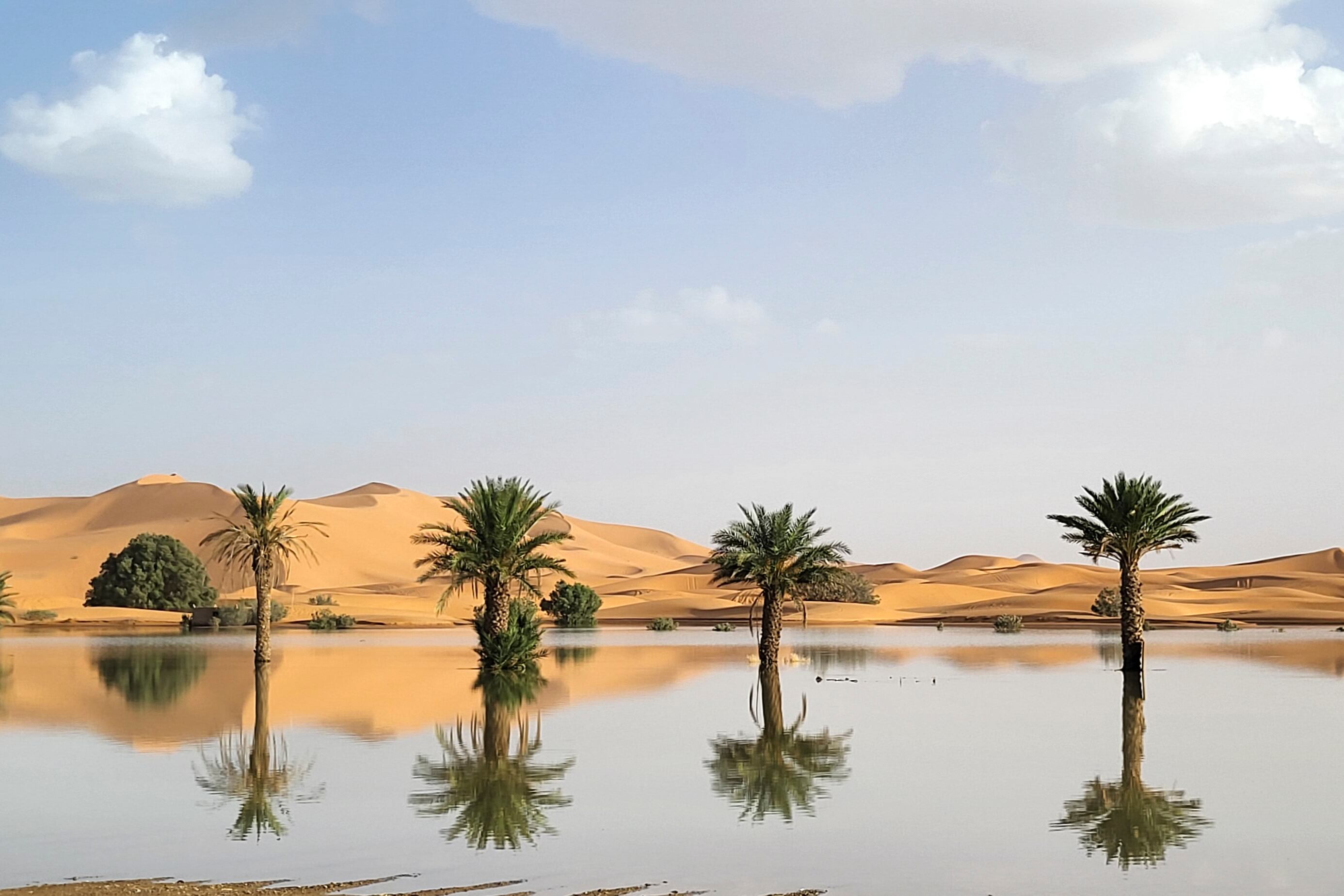 Palmeras reflejadas en un lago formado por aguaceros en la localidad de Merzouga, cerca de Rachidia, en el sureste de Marruecos, el miércoles 2 de octubre de 2024. (AP Foto)