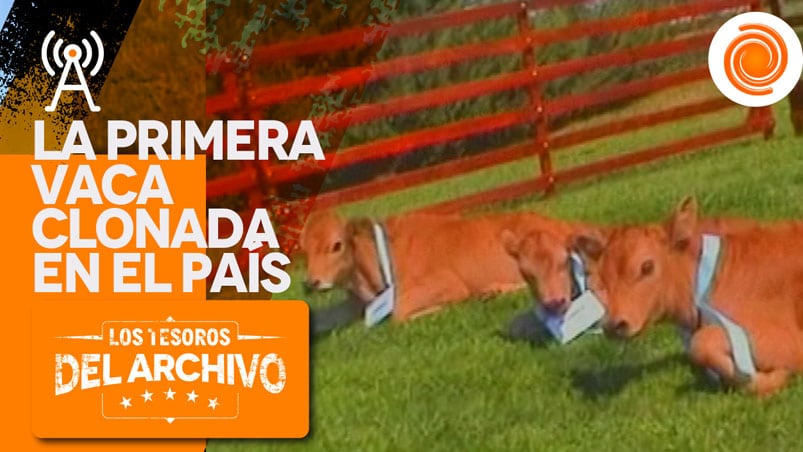 Pampa se llamaba la primera vaca clonada en el país.