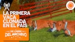 Pampa se llamaba la primera vaca clonada en el país.