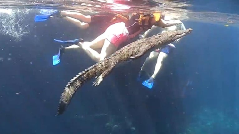 "Panchito", el cocodrilo amigo de los nadadores.