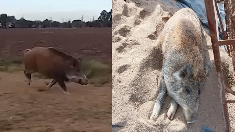 Pancracio tiene en vilo a un pueblo de La Pampa.