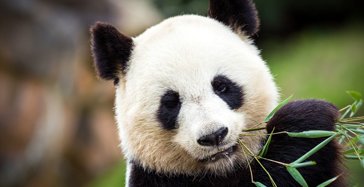 Panda comiendo