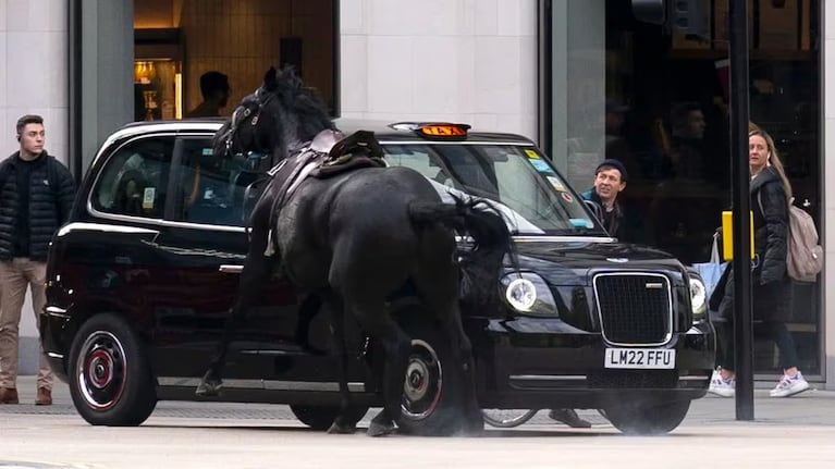 Pánico en el centro de Londres por caballos de la Guardia Real que escaparon y enloquecieron