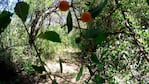 Para los especialistas, la vegetación que se eliminaría es elemental para la biodiversidad.