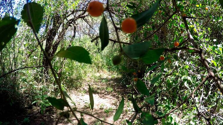 Para los especialistas, la vegetación que se eliminaría es elemental para la biodiversidad.