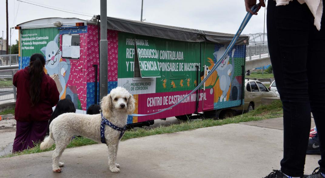 Para los veterinarios privados las castraciones gratuitas son "competencia desleal".