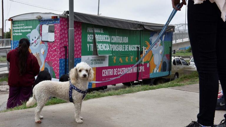 Para los veterinarios privados las castraciones gratuitas son "competencia desleal".