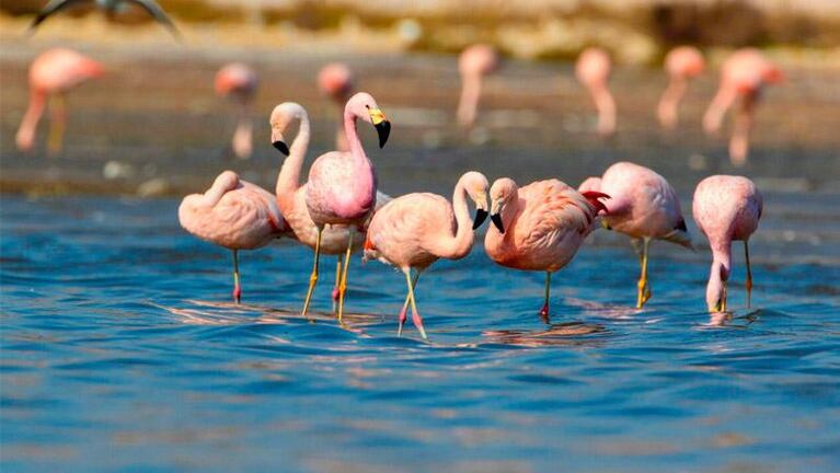 Parque Nacional Ansenuza: cuáles son las zonas protegidas por la nueva ley