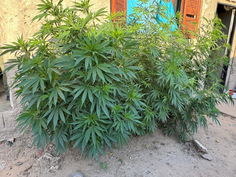 Parte de la droga incautada durante los allanamientos en la ciudad.