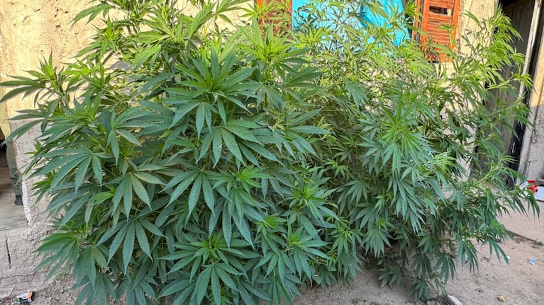 Parte de la droga incautada durante los allanamientos en la ciudad.