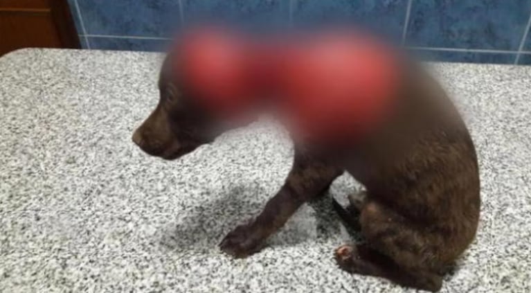 Pasaron siete años de la agresión y muerte al perro Chocolate.