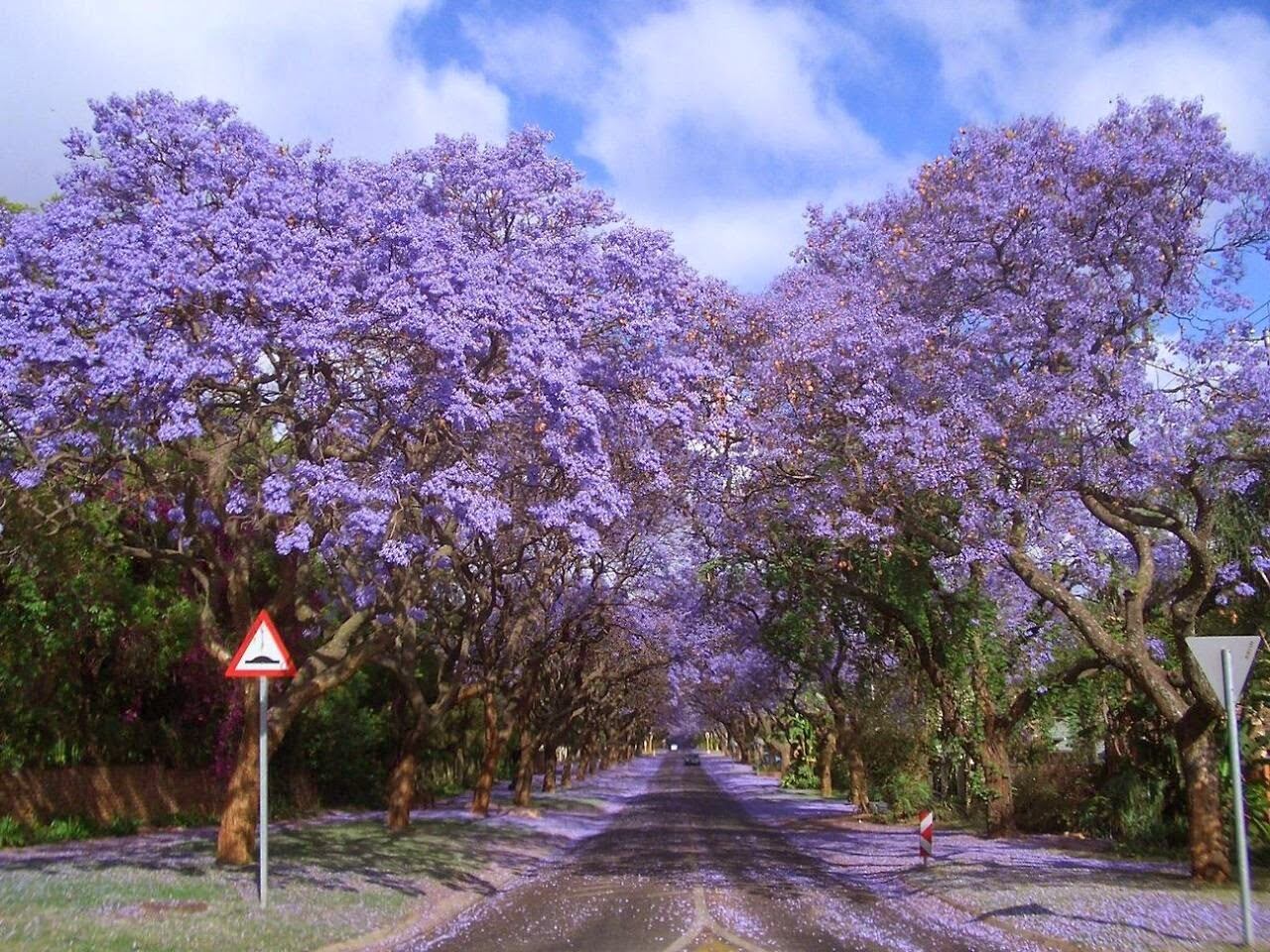 Paseo de Jacarandas (Johannesburgo, Sudáfrica)