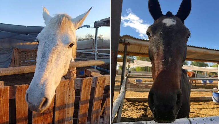 Patroclo y Aragón, los caballos que fueron rescatados en marzo de 2025.