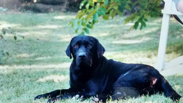 Pedro, un perro "pacifista" según Gustavo Tobi.