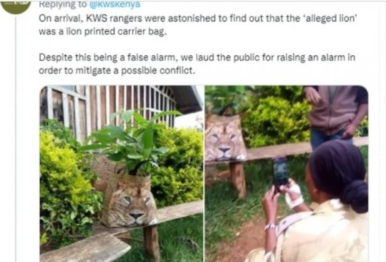 Pensaron que había un león en el patio de una casa y se llevaron una sorpresa insólita