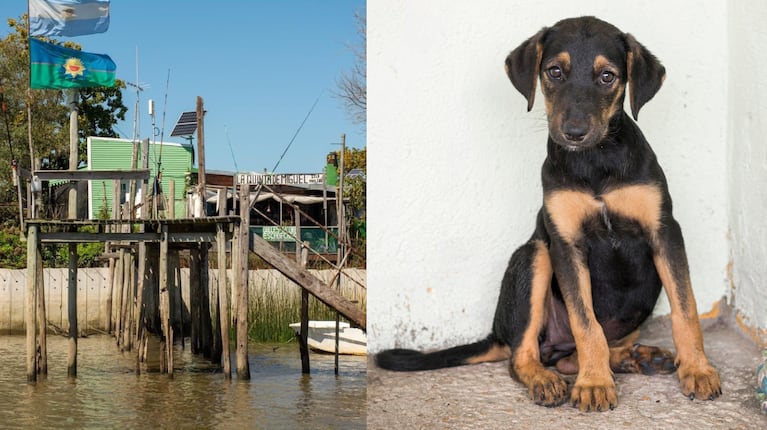 Perro ahogado en Berisso