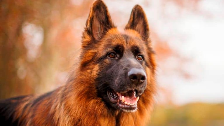 perro ovejero aleman