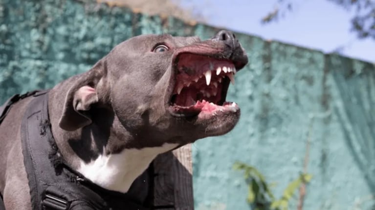 Perro pitbull atacó a un niño (imagen ilustrativa).