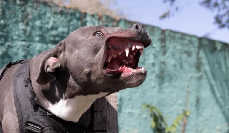Perro pitbull atacó a una mujer  (imagen ilustrativa).