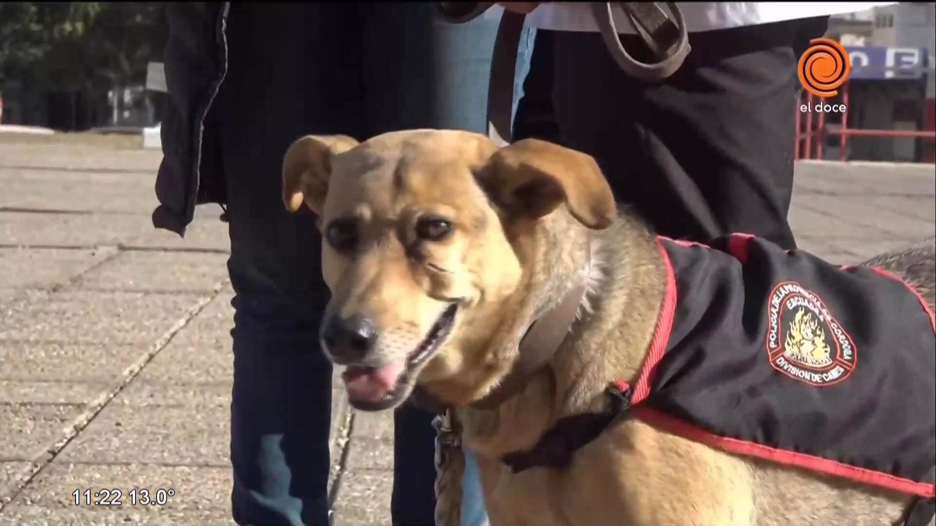 Perro policía recibe honores internacionales