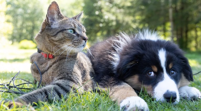 Perro y gato descansando.