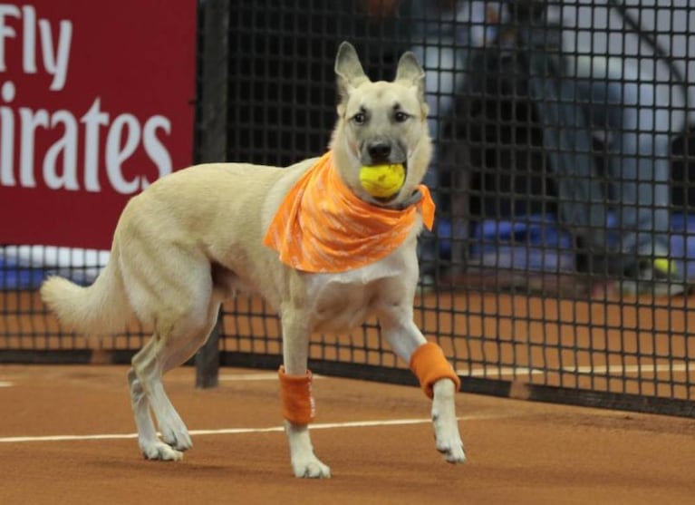 Perros alcanzapelotas en el Abierto de Brasil 