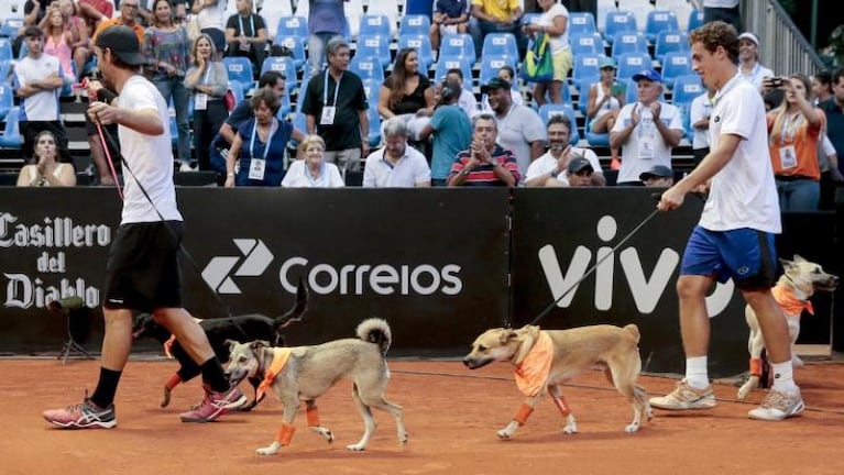 Perros alcanzapelotas en el Abierto de Brasil 