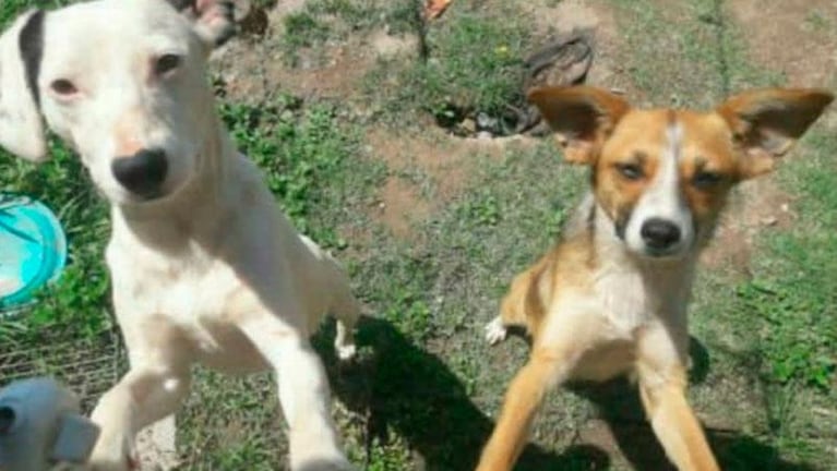 Perros asesinados en Malagueño: dieron con el presunto autor