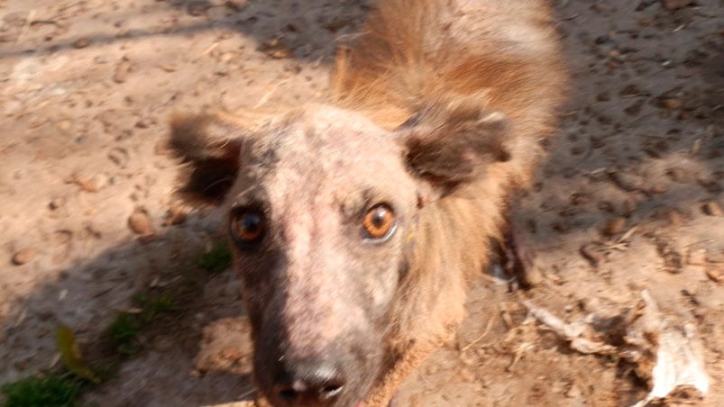 Perros en basurales, una imagen lamentable y recurrente. La foto es ilustrativa.