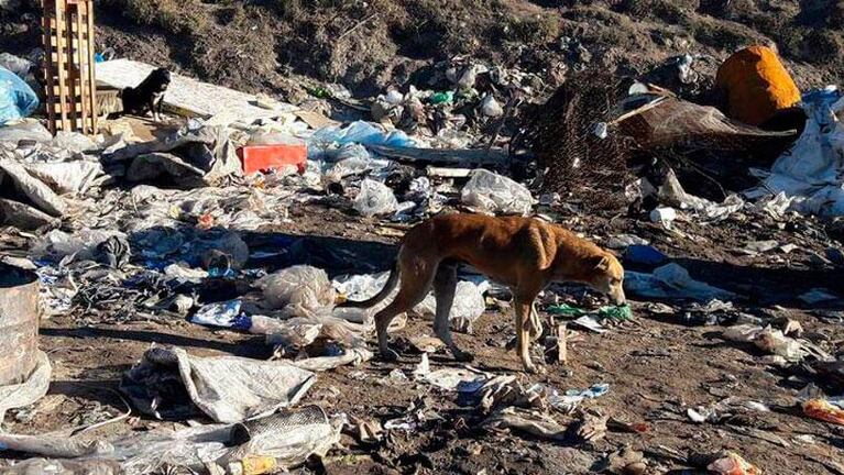 Perros encontraron una mano en un basural