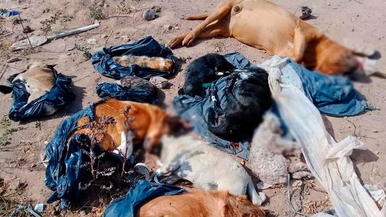 Perros muertos en un descampado de Córdoba: imputaron a un veterinario