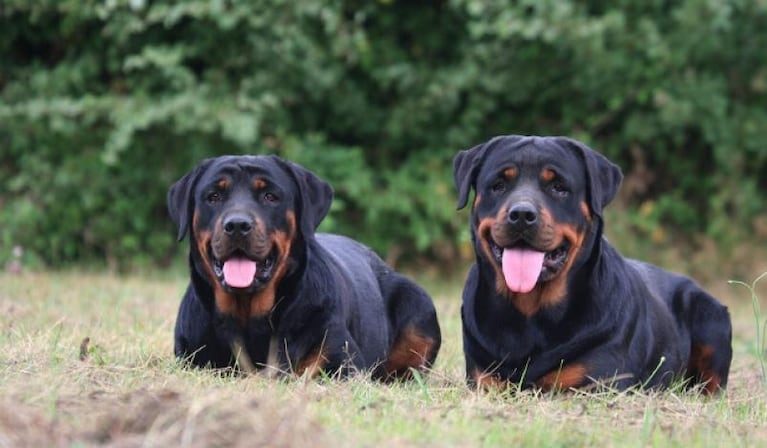 Perros peligrosos: aprobaron cambios a la normativa que regula su tenencia en Córdoba