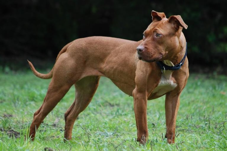 Perros peligrosos: la opinión de veterinarios, criaderos y rescatistas sobre la nueva ordenanza