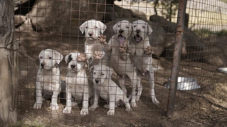 Perros peligrosos: la opinión de veterinarios, criaderos y rescatistas sobre la nueva ordenanza
