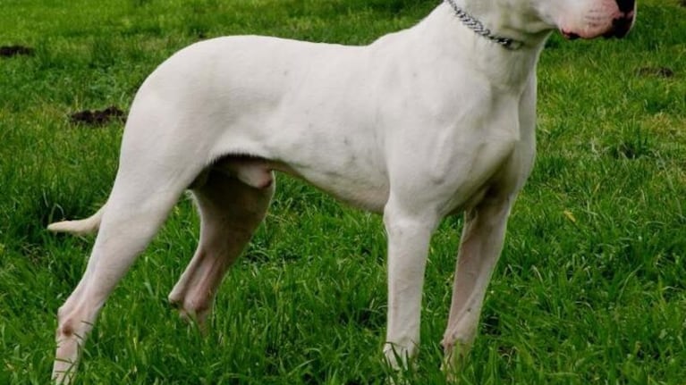 Perros potencialmente peligrosos