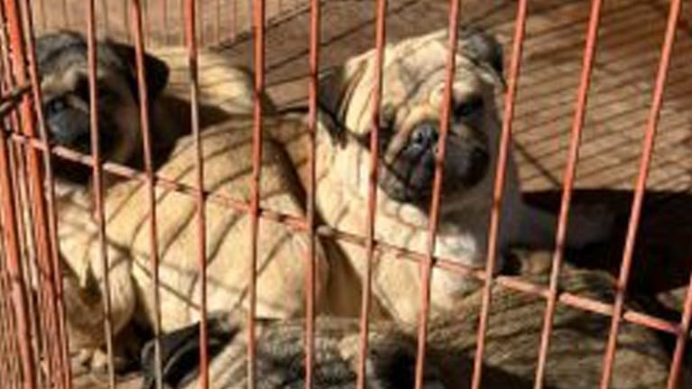 Perros rescatados en allanamientos ( Foto: MPF).