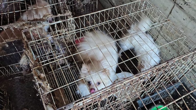 Perros rescatados en Córdoba (Foto: Prensa Policía)