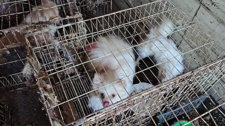 Perros rescatados en Córdoba (Foto: Prensa Policía)
