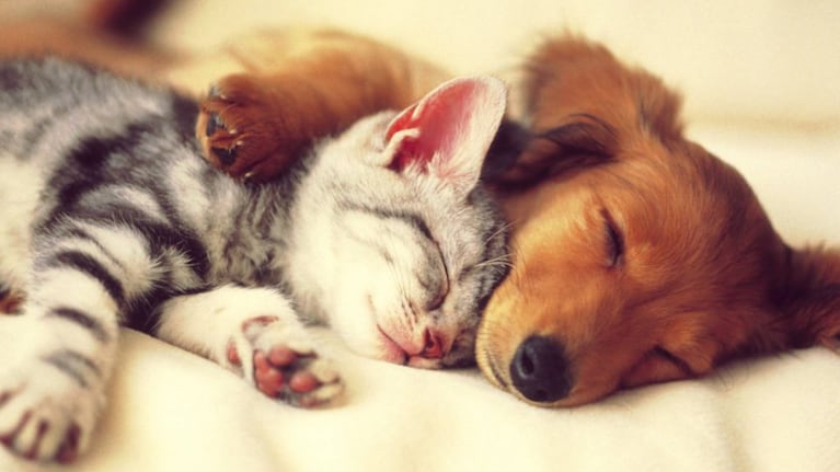 Perros y gatos cachorros.