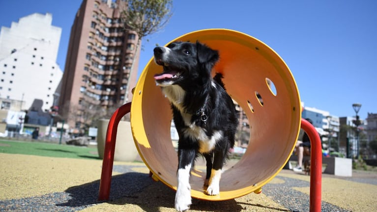 Neuquén tiene su primera plaza para perros