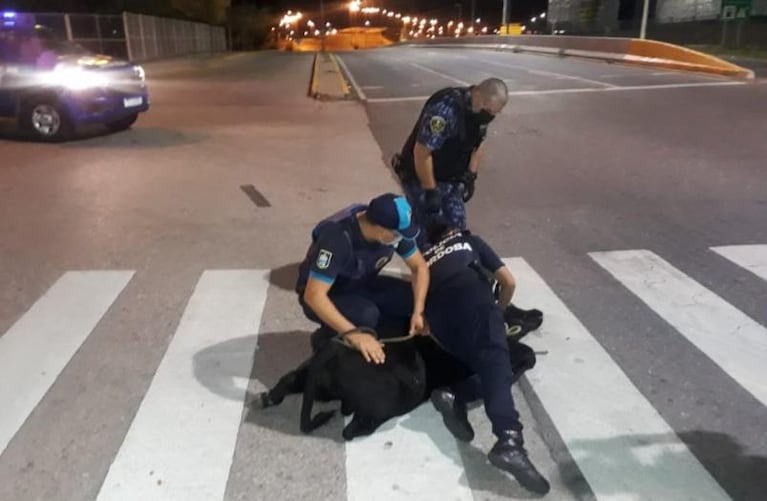 Persiguieron y atraparon a un ternero que andaba suelto por la Av. Colón