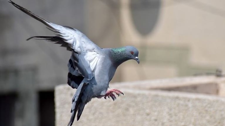 Personal del Hospital de Urgencias denuncia gran afluencia de palomas