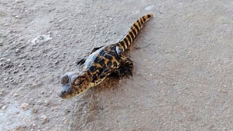 Pescadores encontraron los pequeños reptiles en la Laguna Las Mojarras.