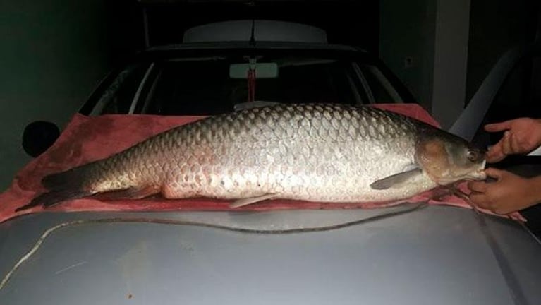Pescaron una carpa de 40 kilos en el Lago San Roque con una “carnada secreta”