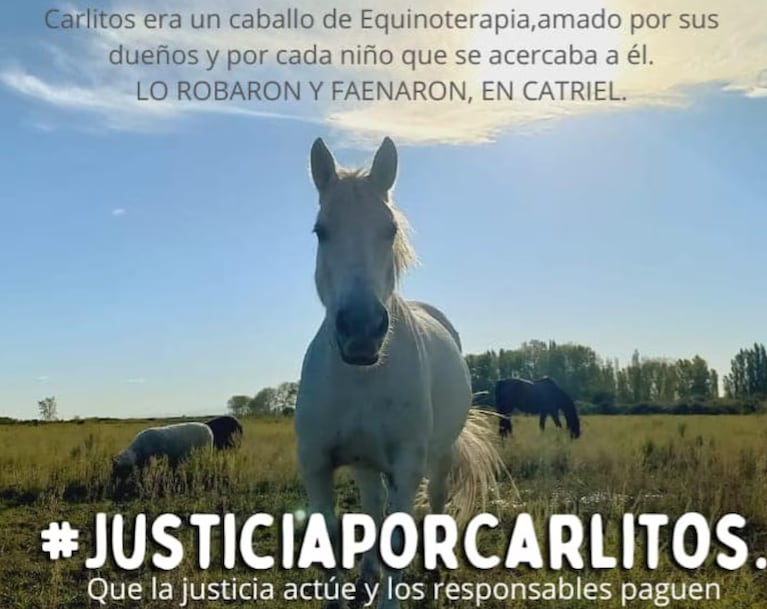 Piden Justicia por el robo y la muerte de un caballo usado para equinoterapia. 