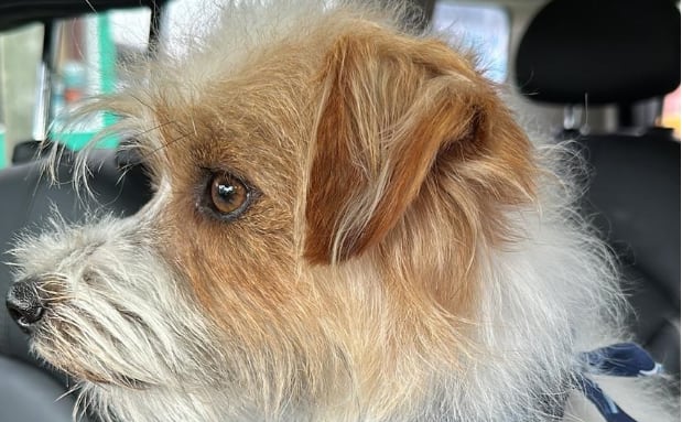 Piden una perimetral para no cruzarse con el acusado de matar a su perro en Villa General Belgrano